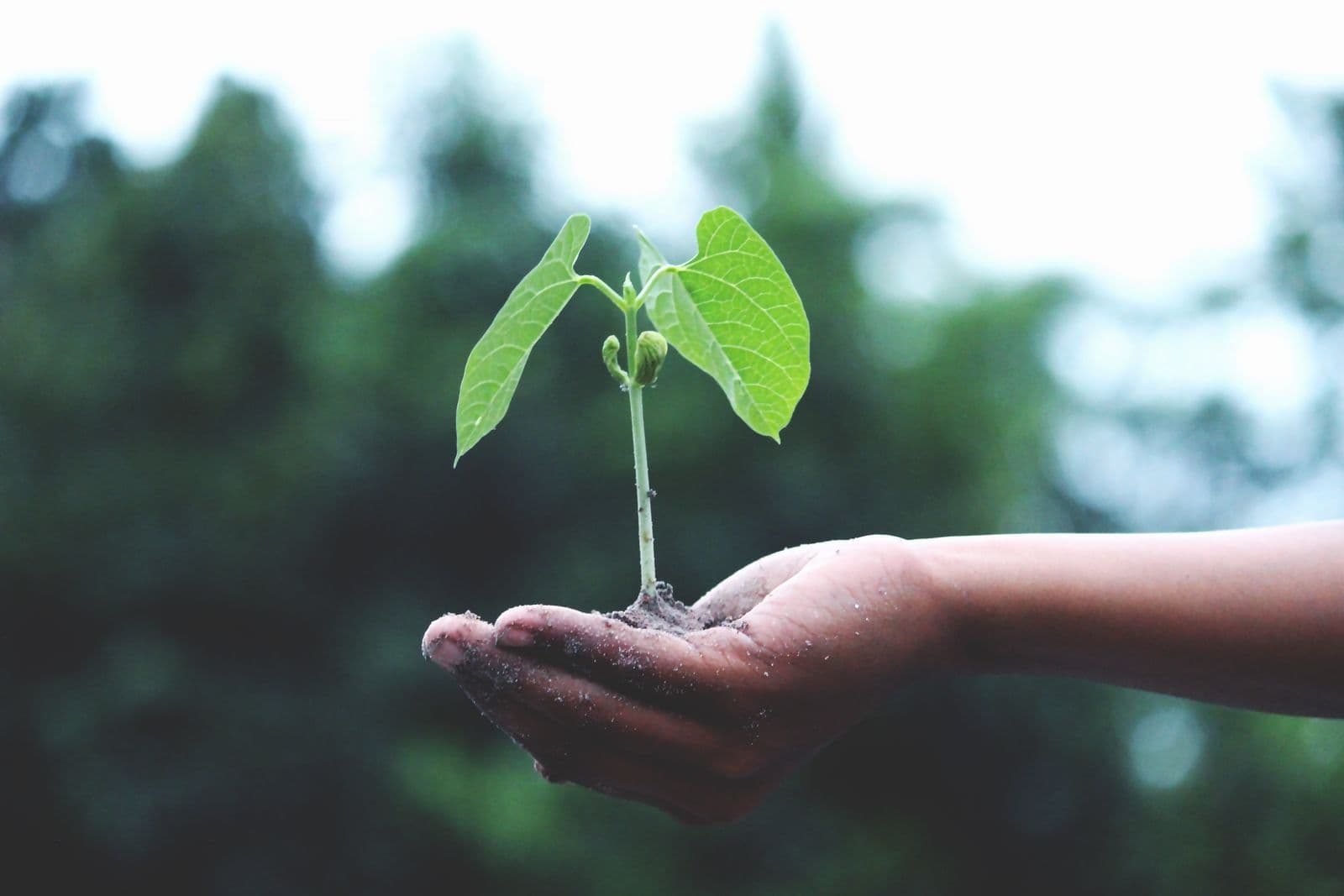 A seedling held in an open hand