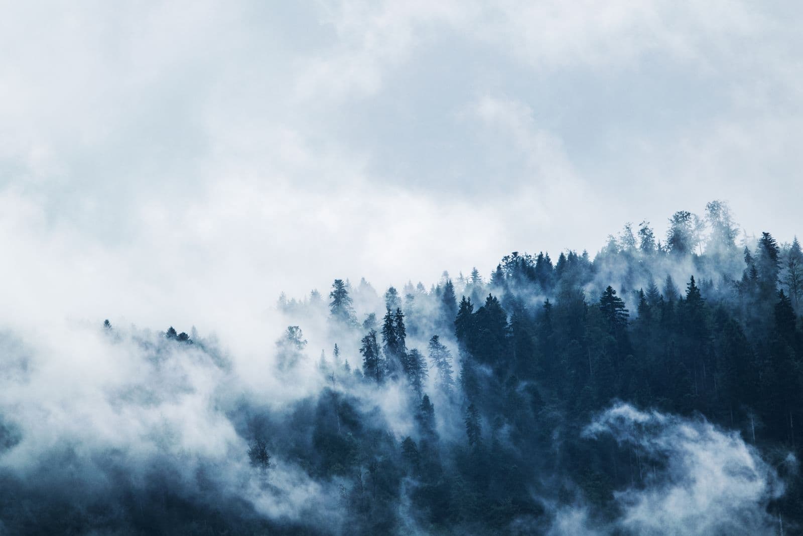 Fog moving through a dark forest